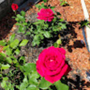 Meet your Posher, Thomas